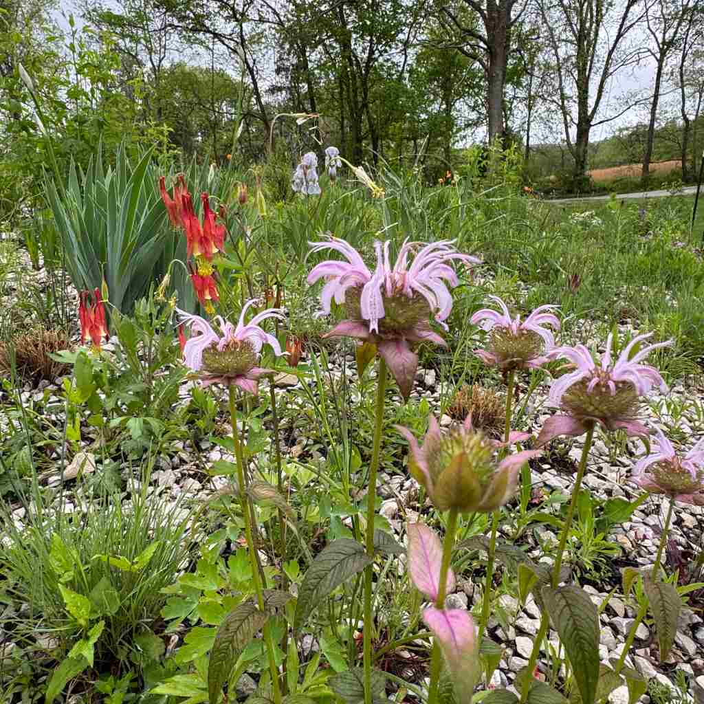 https://www.usperennials.com/product_images/uploaded_images/007-monarda-bradburiana-and-aquilegia-canadensis.jpg