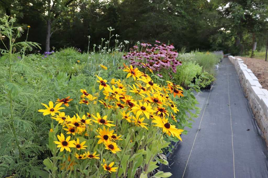 Perennial plants for sale in the nursery