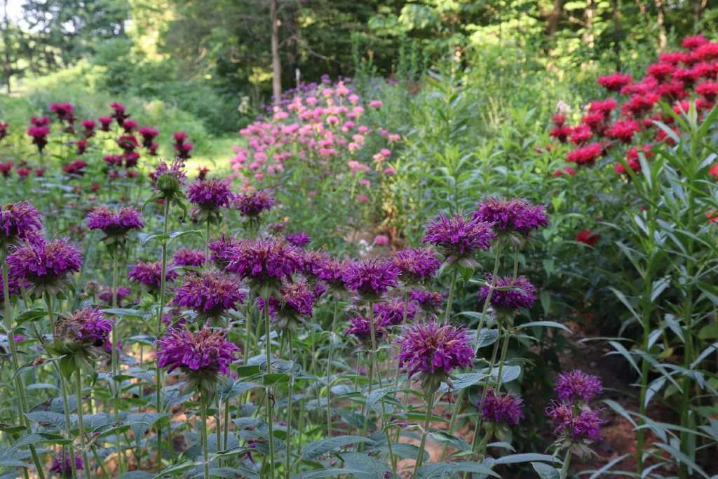 Perennials - monarda cultivars in mother stock bed, US Perennials nursery