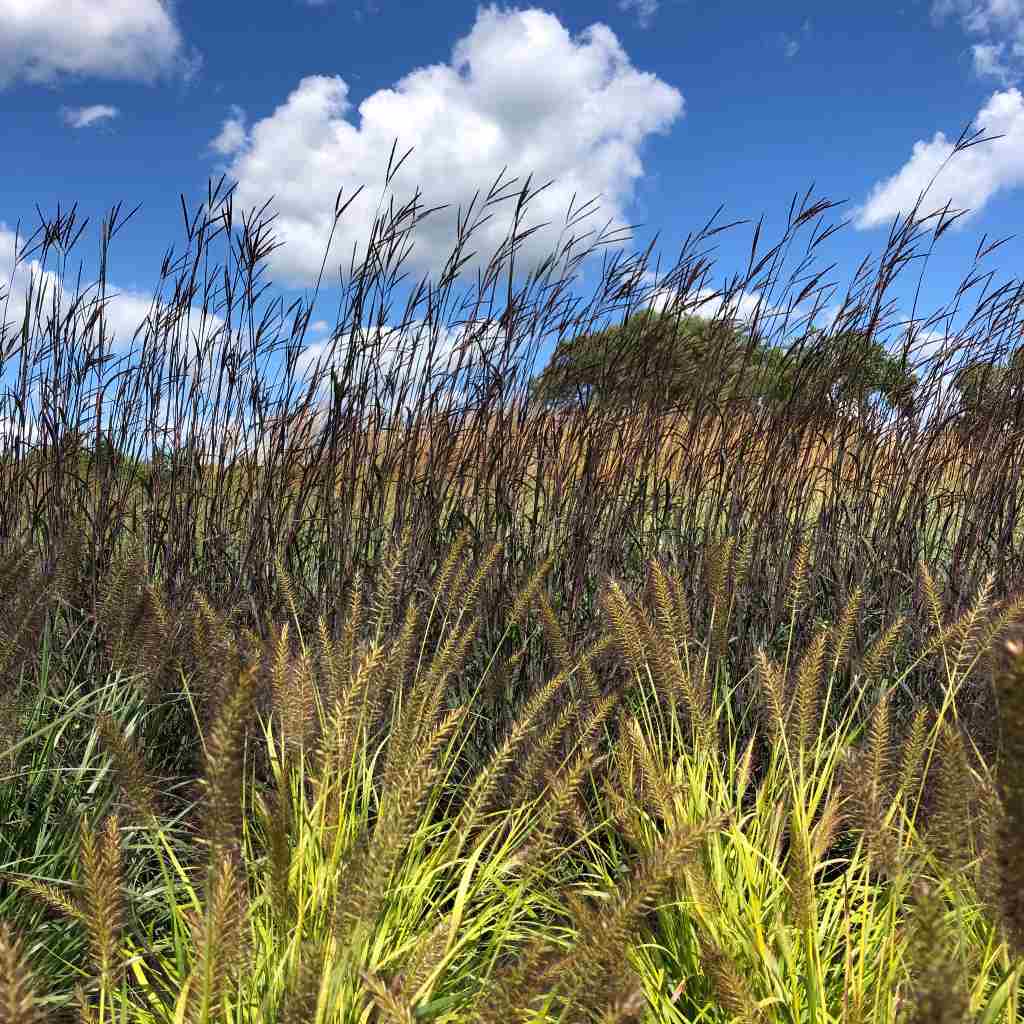andropogon gerardii Blackhawks at Intrinsic perennial gardens nursery