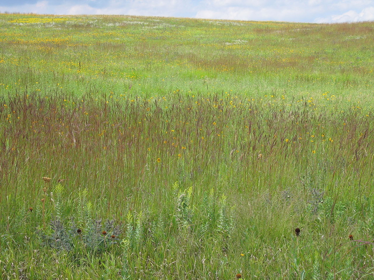 Big Bluestem in tall prairie in South Dakota