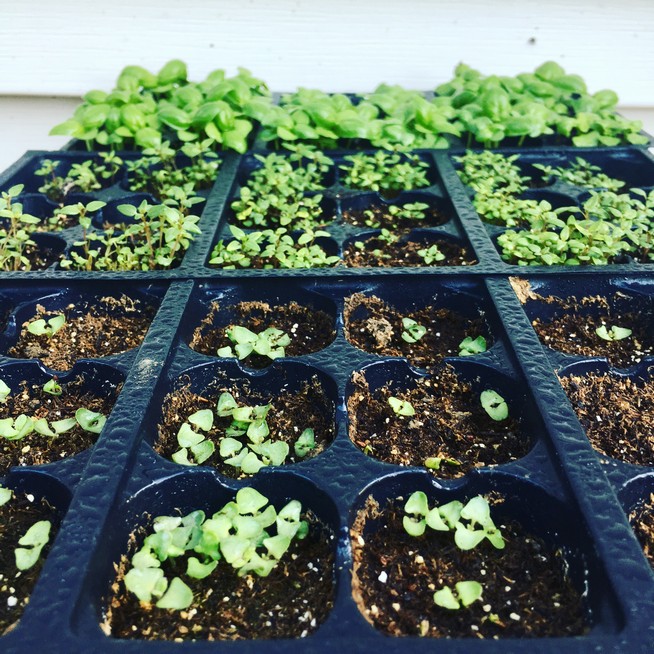 Basil seedlings