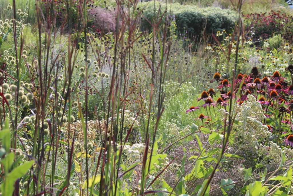 Naturalistic garden by Andrew Marrs with Blackhawks