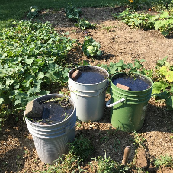 Fermented weeds for fertilizing the vegetable garden