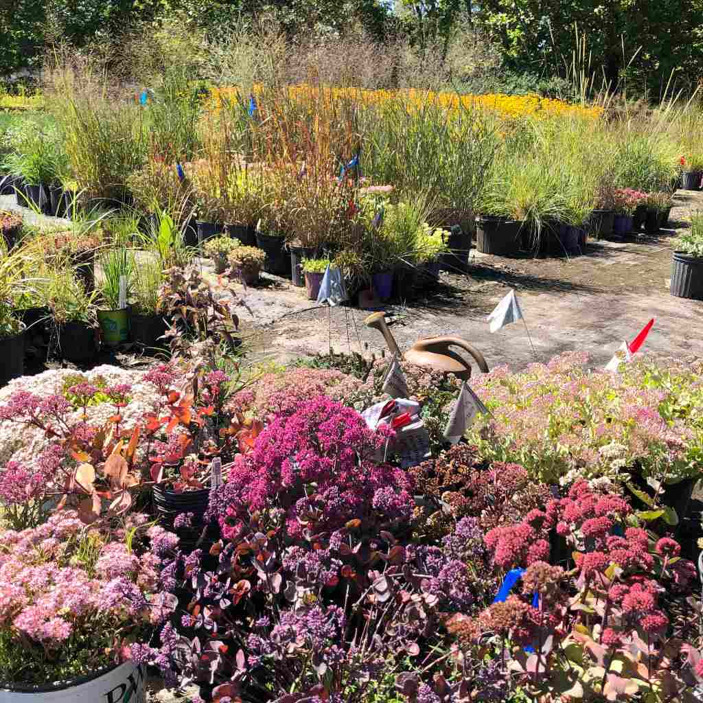 Intrinsic Perennial Garden the breeding program for perennials