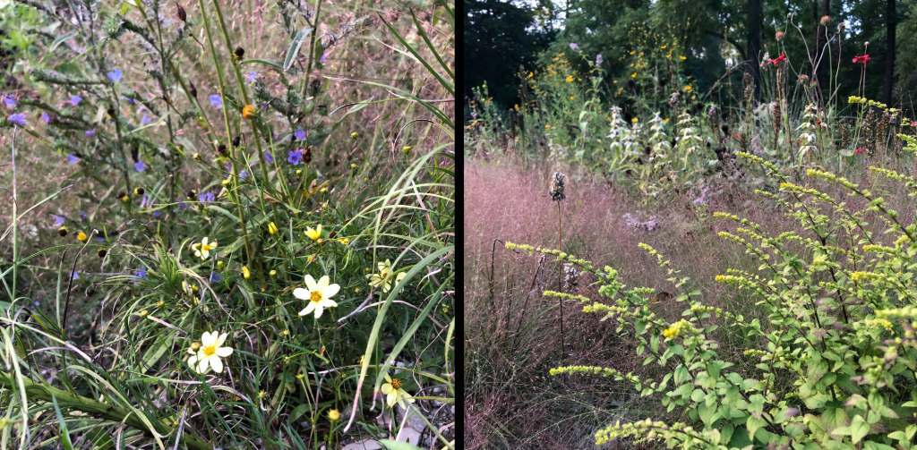 sand bed mid to late summer 2023