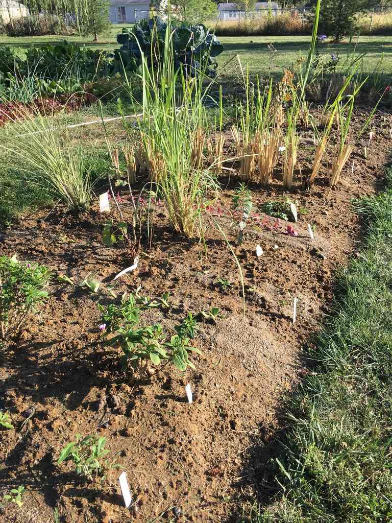 Motherstock area for perennials and grasses