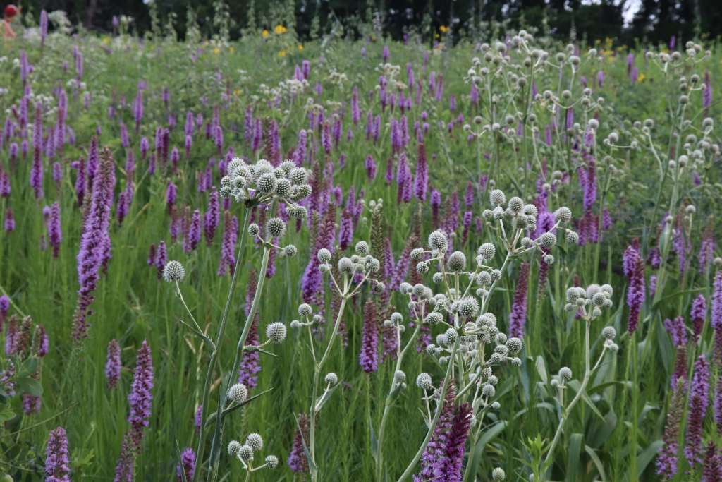 Native wildflowers - perennials in prairie planting, private property, Bloomington, Indiana