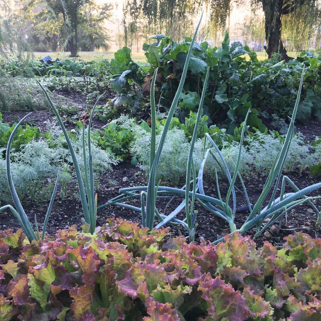 Vegetable garden looks good